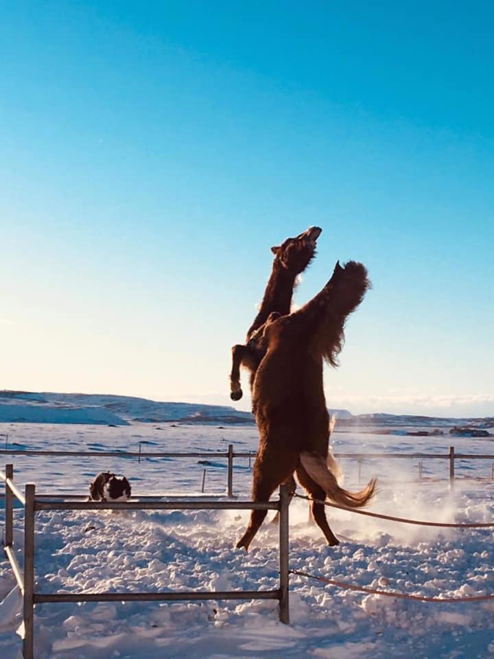 Skalinn Between Gullfoss And Geysir - Myrkholt Farm Haukadalur 외부 사진